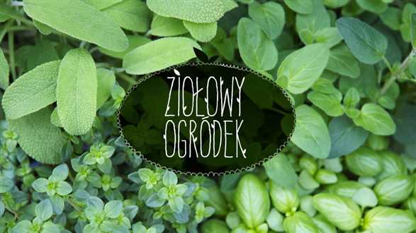 Jak uprawiać zioła w domu?