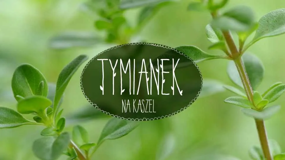 Tymianek