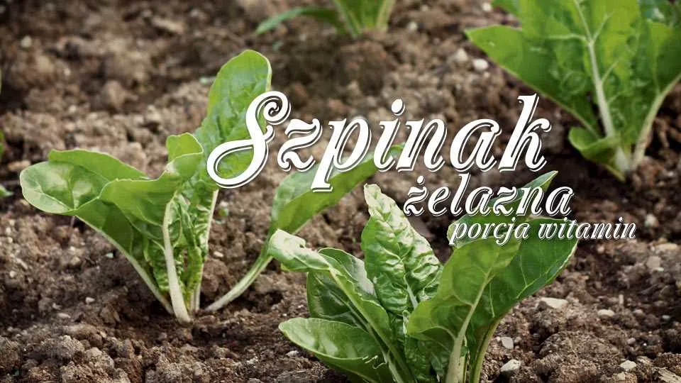 Szpinak żelazna porcja witamin