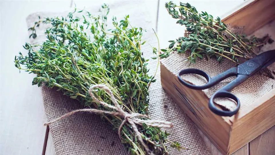 Jak kroić zioła?