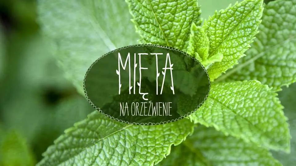 Mięta
