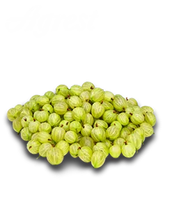 Agrest