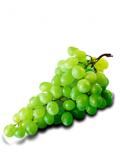 Winogrono