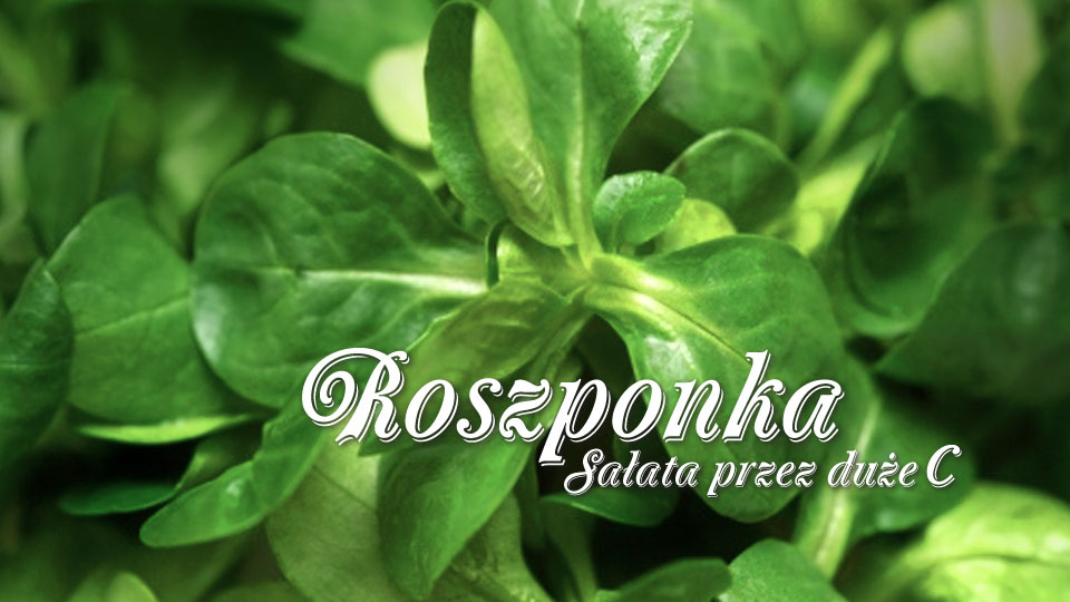Roszponka: udowodnimy Ci, że warto ją jeść! Roszponka