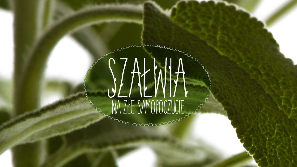 Szałwia Szałwia