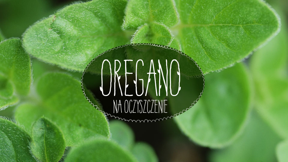 Oregano Oregano